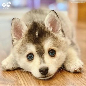 Meet your Posher, Rupinder